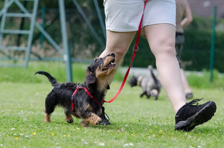 Dog Training Program